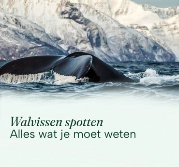 vt-actieblok-370x344-walvissen-noorwegen