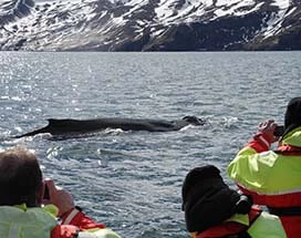 ijsland-walvissen-spotten-husavik-winter