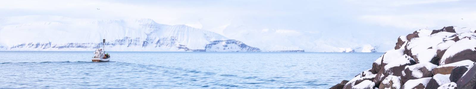 Walvissen spotten in de winter in IJsland