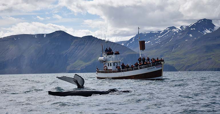 waar spot je walvissen in ijsland