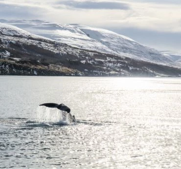 actieblok-walvissen-spotten
