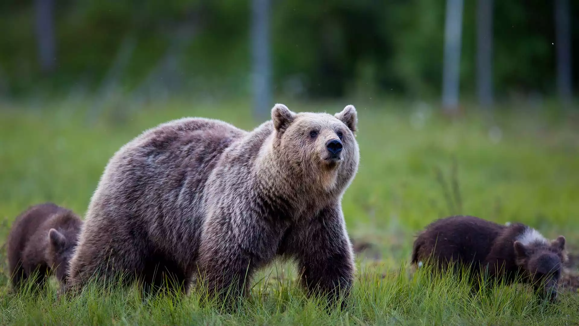 Bruine beren spotten?