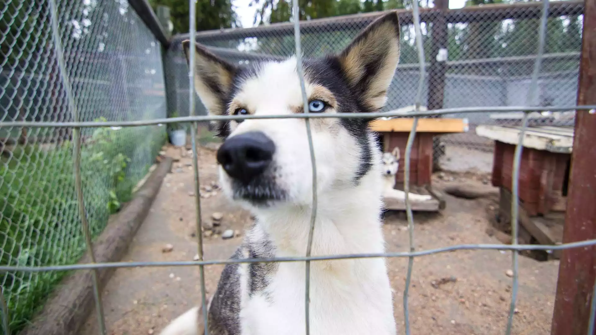 Bezoek aan de huskyfarm