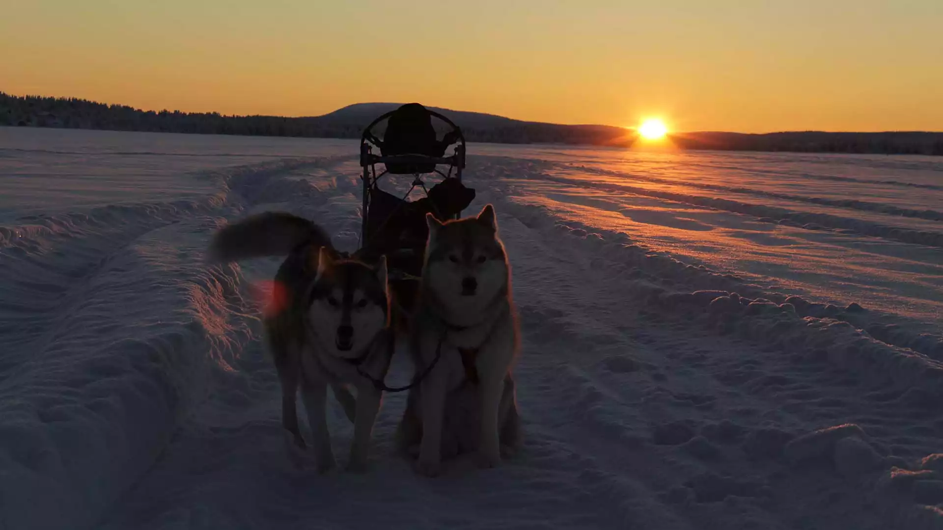 Op avontuur met de husky’s