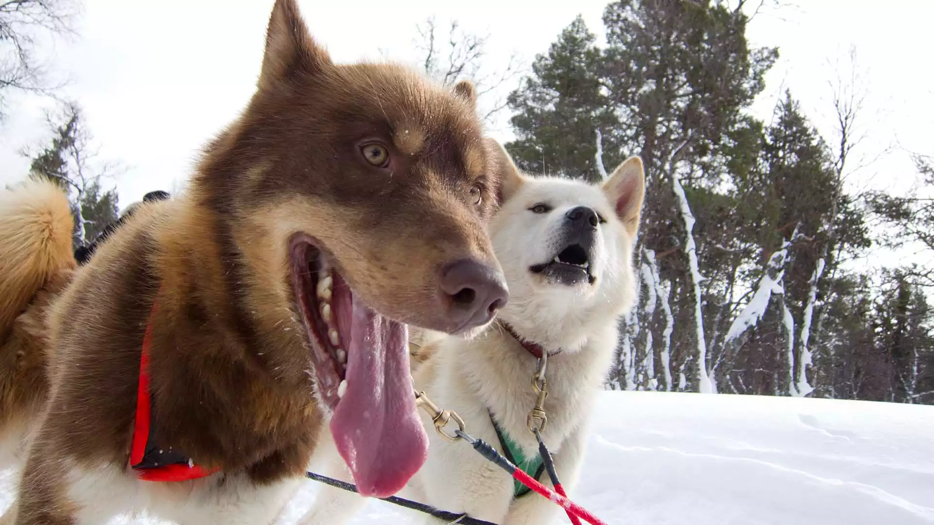 Op avontuur met de husky's