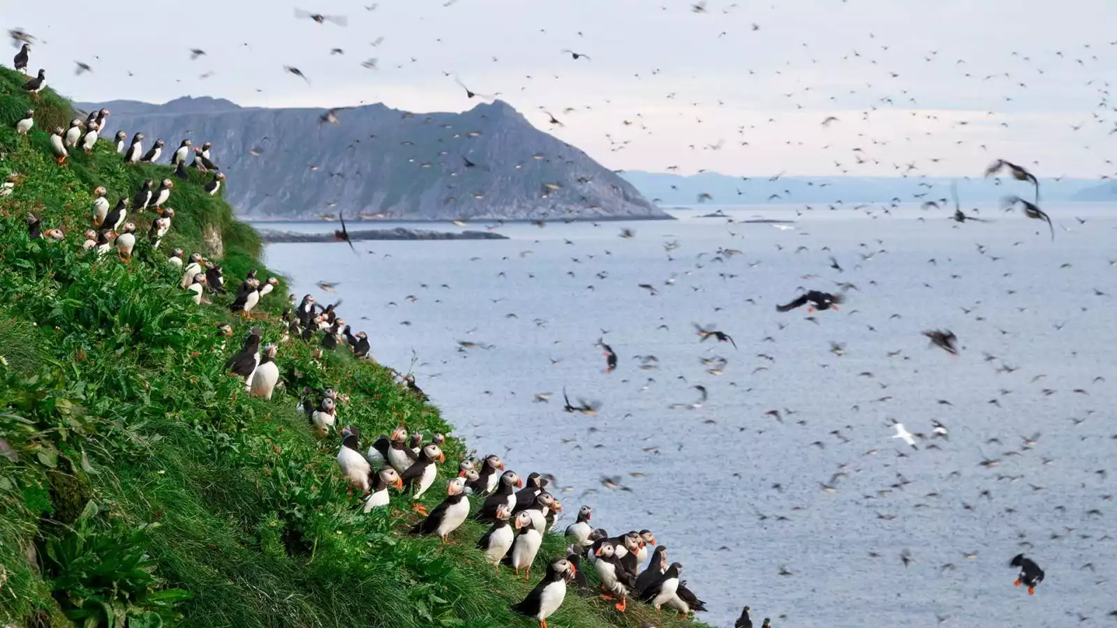 Birdsafari Gjesvær en Alta