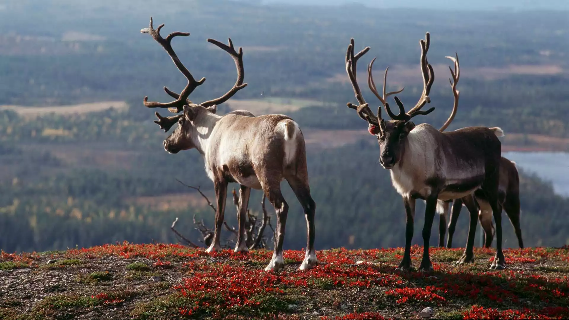 Via de Sokki familie naar de grensrivier Finland-Zweden