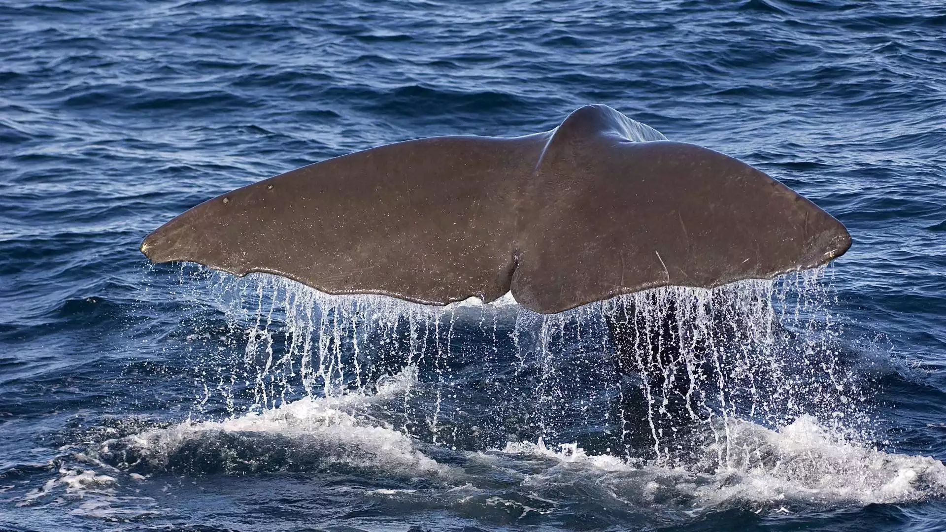 Verken de Lofoten of ga op walvissafari