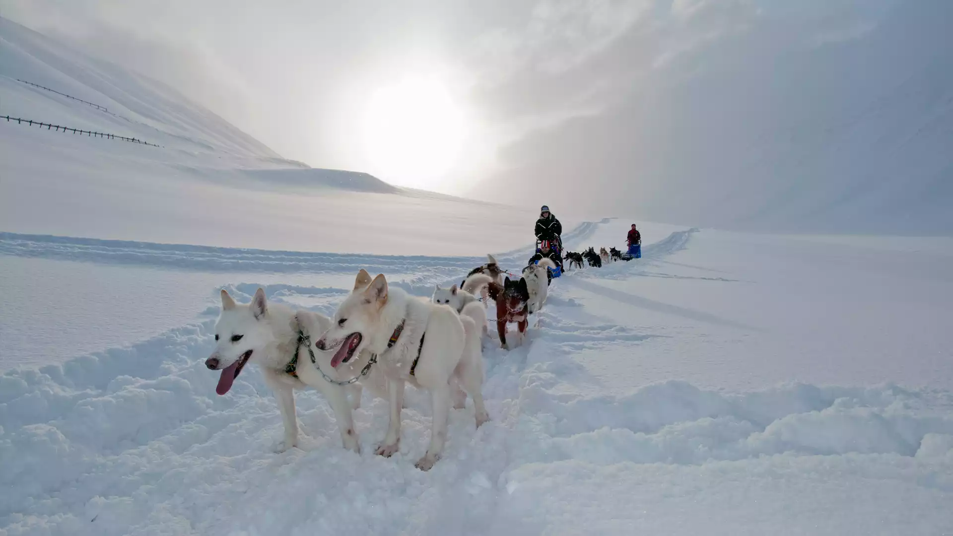 Op pad met de husky’s en terug naar de bewoonde wereld 