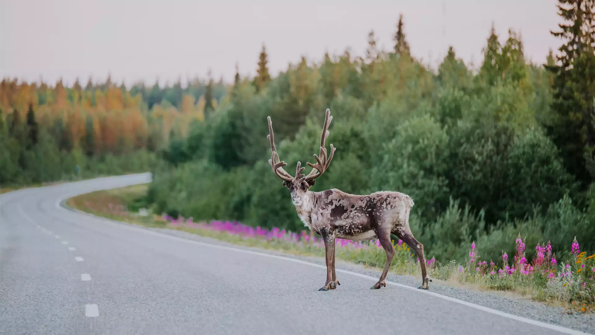 Op naar Lapland!