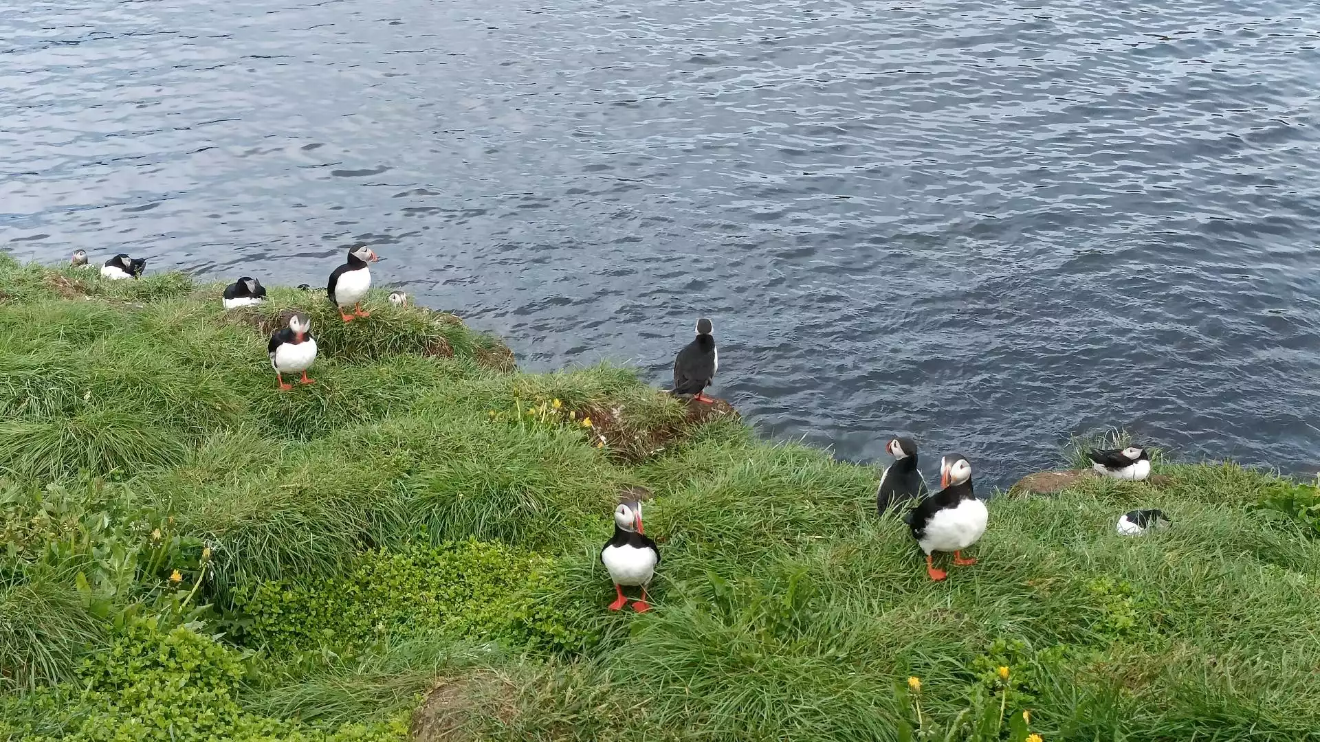 Papegaaiduikers in Borgarfjördur Eystri