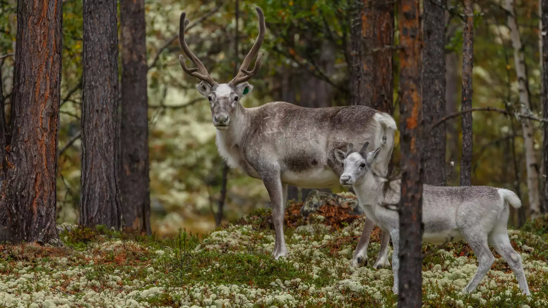 Welkom in Lapland