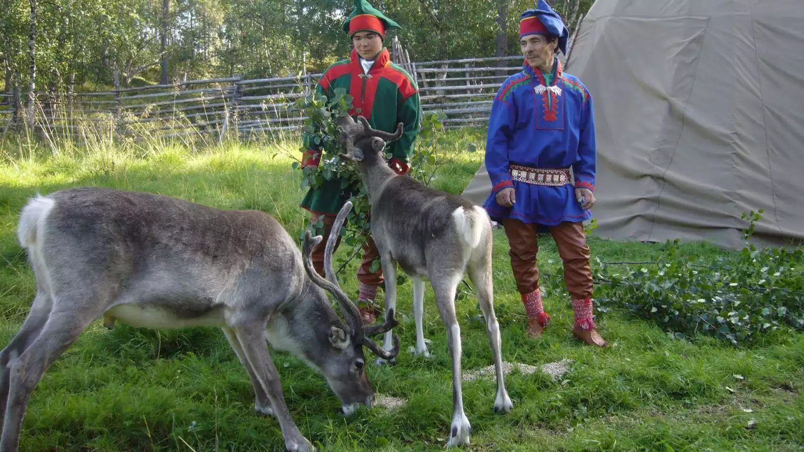 Kennismaken met rendieren