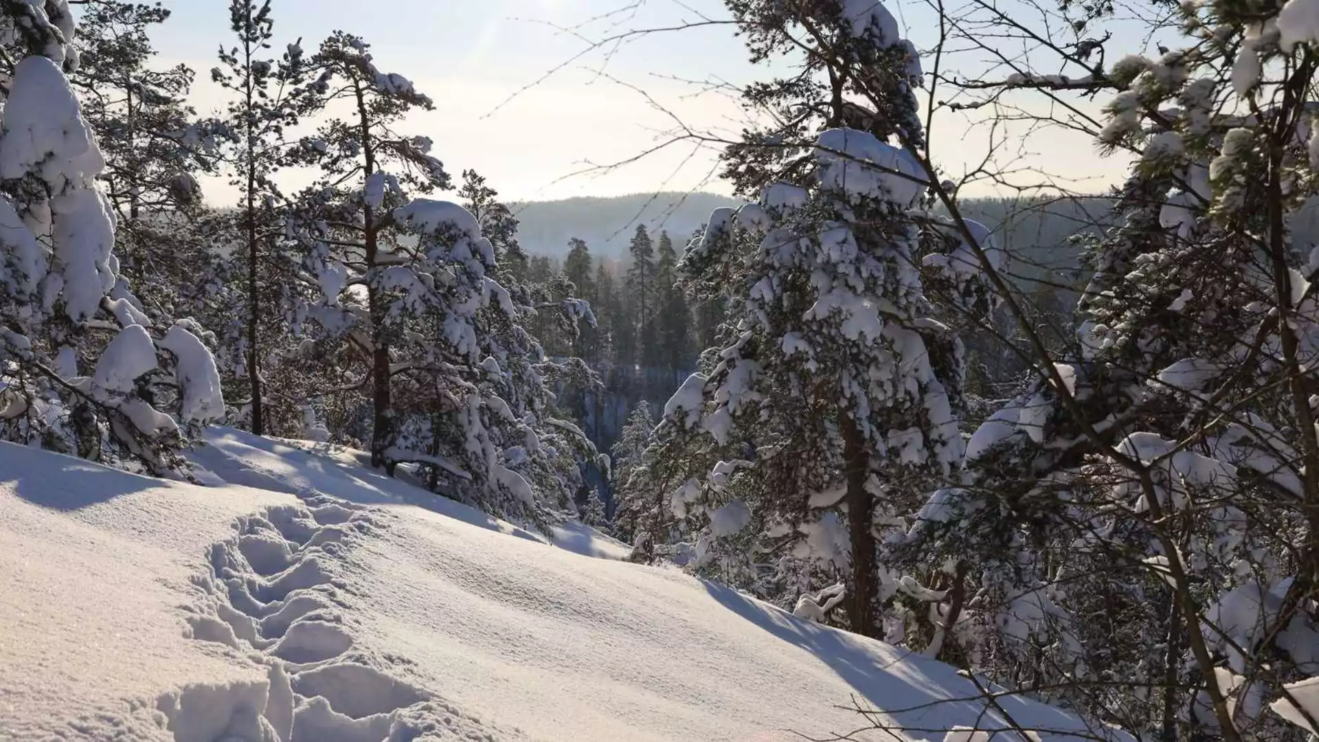 Op sneeuwschoenen door Nuuksio Nationaal Park