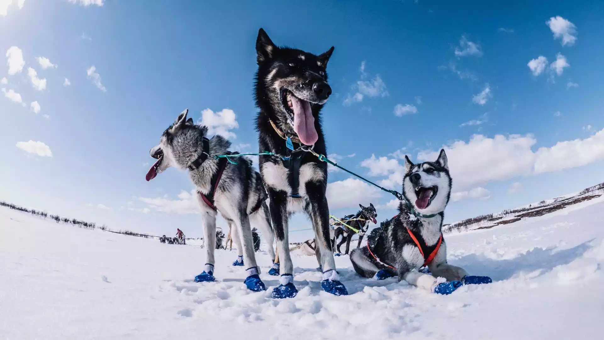 Op pad met de husky's