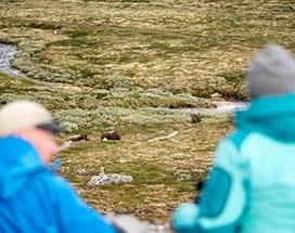 fjord-noorwegen-muskusossafari-dovrefjell-nationaal-park