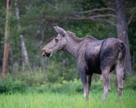 fjord-noorwegen-elandsafari-oppdal