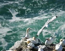 ijsland-vogels-spotten-vogelklif-stori-karl