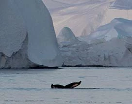 ilulissat-walvissafari-disko-baai