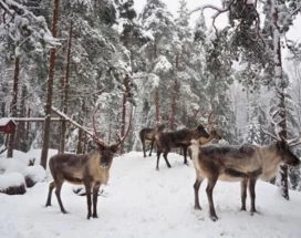 excursie-thumb-bezoek-rendieren-nuuksio