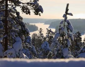 excursie-thumb-sneeuwschoenwandeling-nuuksio-nationaal-park