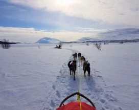 excursie-thumb-huskysafari-vanuit-gargia-lodge