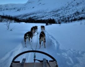 excursie-thumb-huskytocht-vesteralen