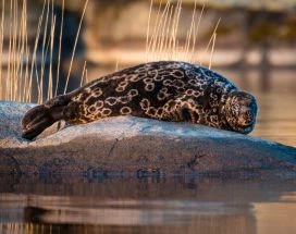 thumb-zeehond-excursie-saimaa