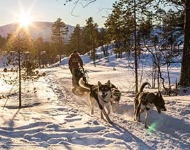 malangen-huskysafari