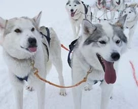 tromso-huskysafari-extra