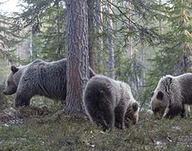 vuokatti-wildspotten-wildernisovernachting