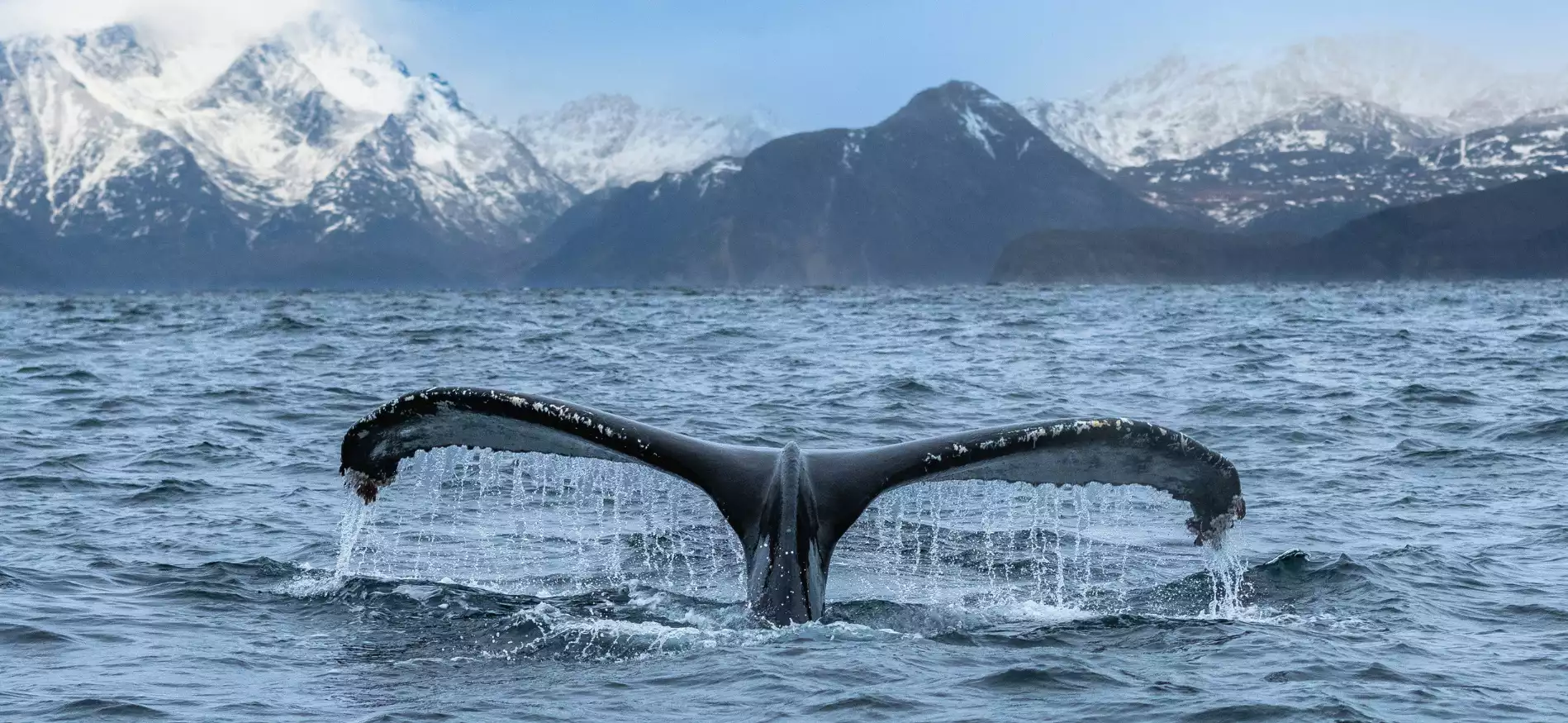 Weekend walvis en noorderlicht spotten