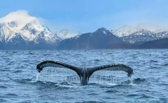 Weekend walvis en noorderlicht spotten