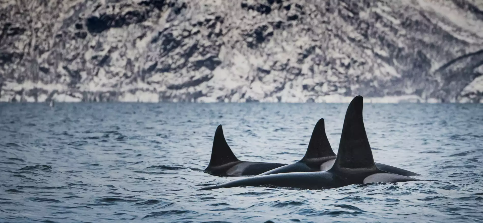 Midweek walvis en noorderlicht spotten