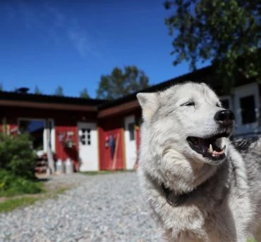 Fins Lapland rondreizen