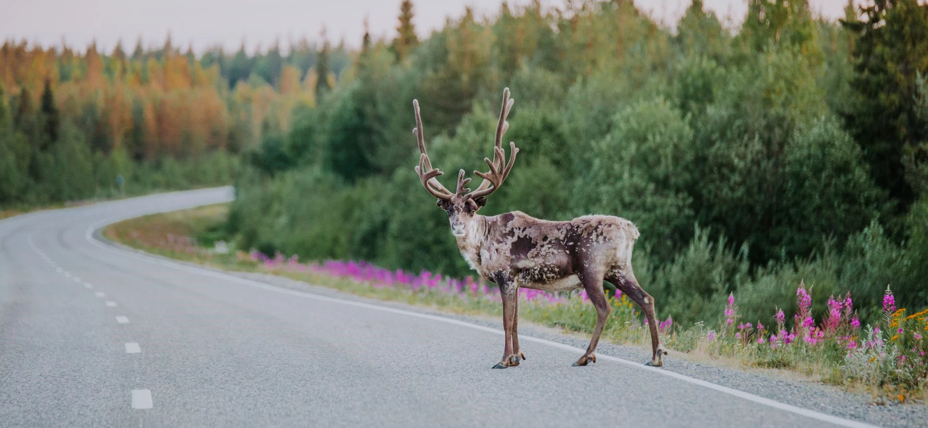 Fins Lapland zomervakantie