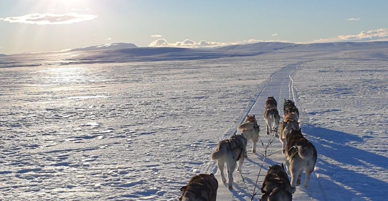 huskytocht ijsland