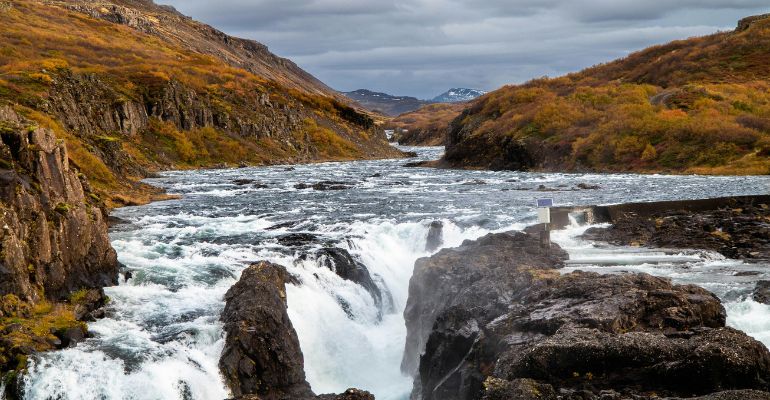 soorten walvissen IJsland