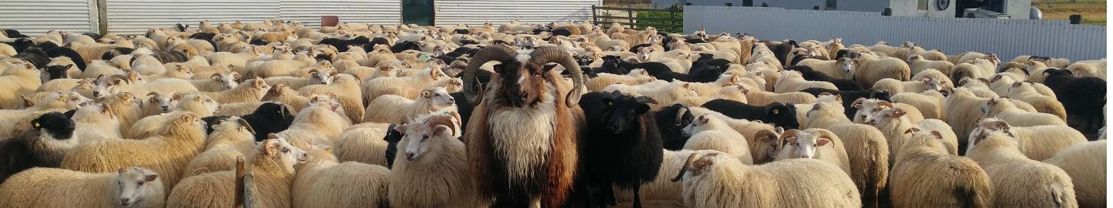 Overnachten op een boerderij in IJsland