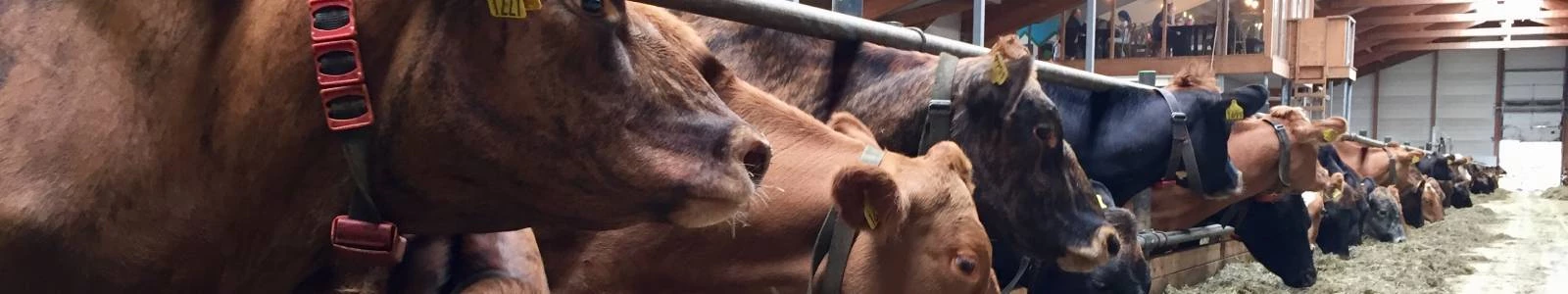 Boerderij verblijf IJsland