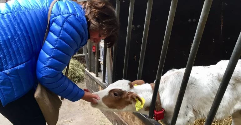 Boerderij verblijf in IJsland