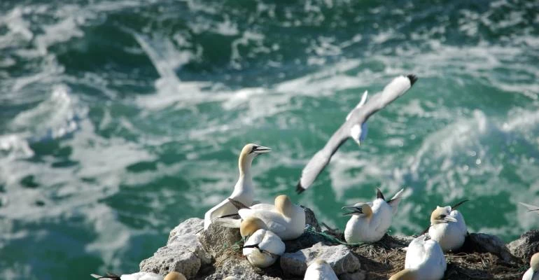 vogels in ijsland