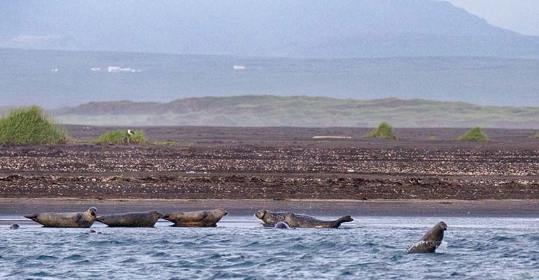 zeehonden spotten hvammstangi