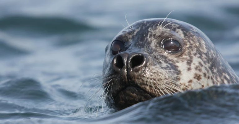 zeehonden spotten in IJsland