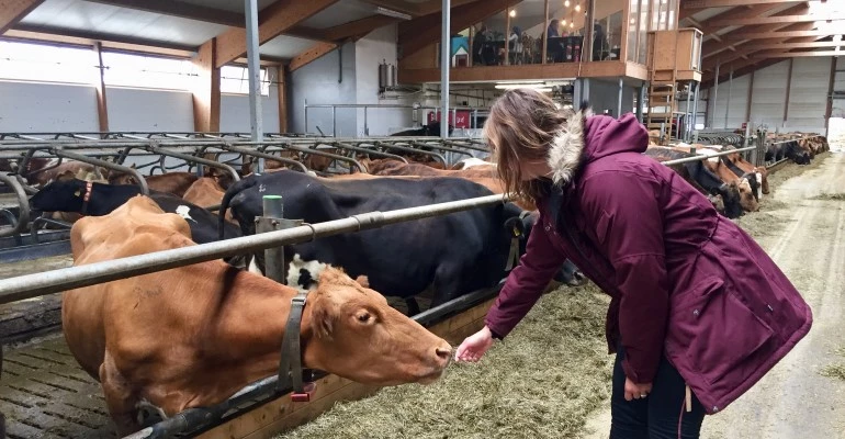 ijsland met kinderen boerderijen