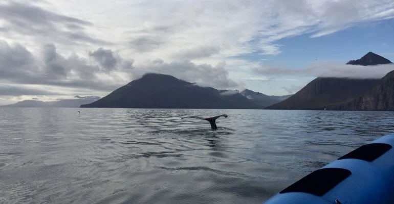 walvissen ijsland met kinderen