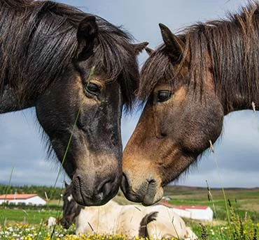 paardrijden in ijsland