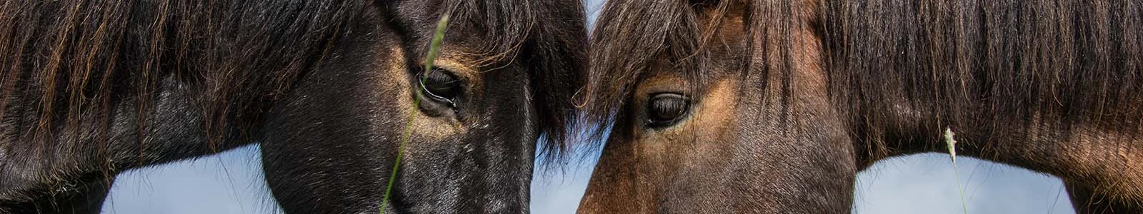 Dierenwelzijn in Noord-Europa