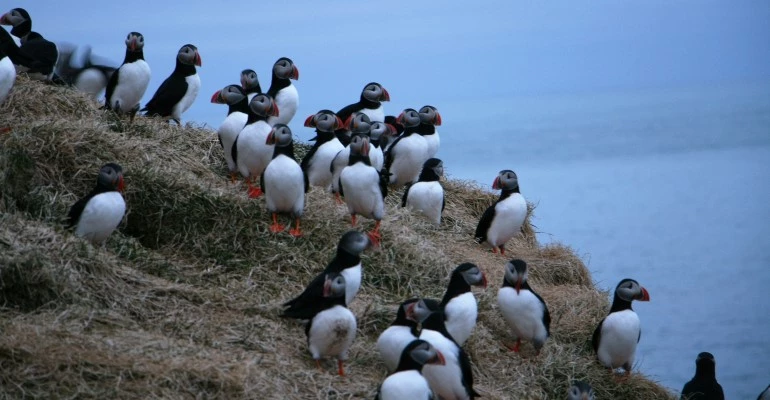 Papegaaiduikers in de oostfjorden