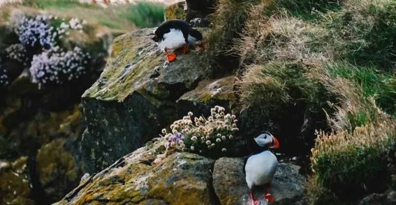 Papegaaiduikers spotten westfjorden